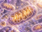 Metabolický reset: mitochondrie, energia a zdravé starnutie