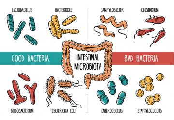 Prospešné črevné baktérie vs. patologické črevné baktérie