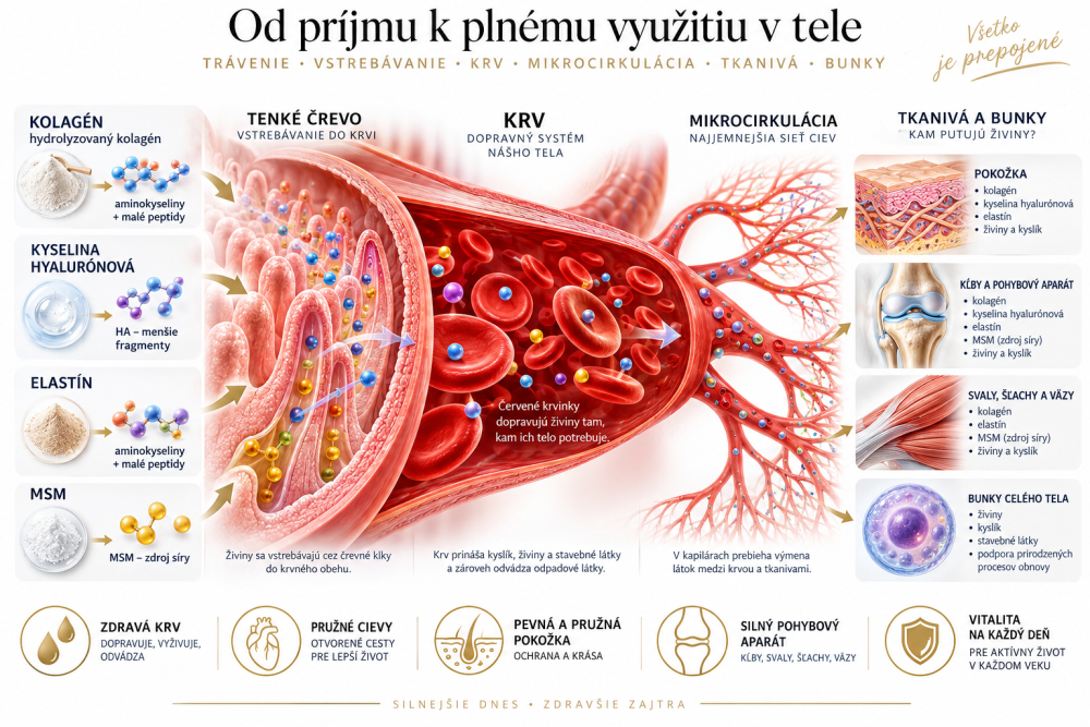 Přehledové schéma trávení, krve, mikrocirkulace a tkání s kolagenem, kyselinou hyaluronovou, elastinem a MSM.
