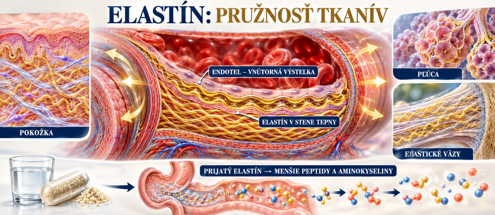 Elastická vlákna v pokožce, stěnách tepen, plicích a vazech; endotel jako vnitřní výstelka cévy.