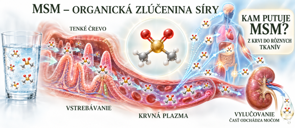 Molekuly MSM přecházejí z tenkého střeva do krve, rozdělují se do tkání včetně okolí kloubu a část se vylučuje močí.